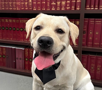 Sir Albert's Profile Image