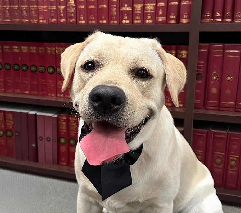 Sir Albert's Profile Image